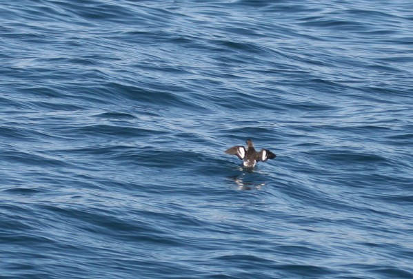 Pigeon Guillemot